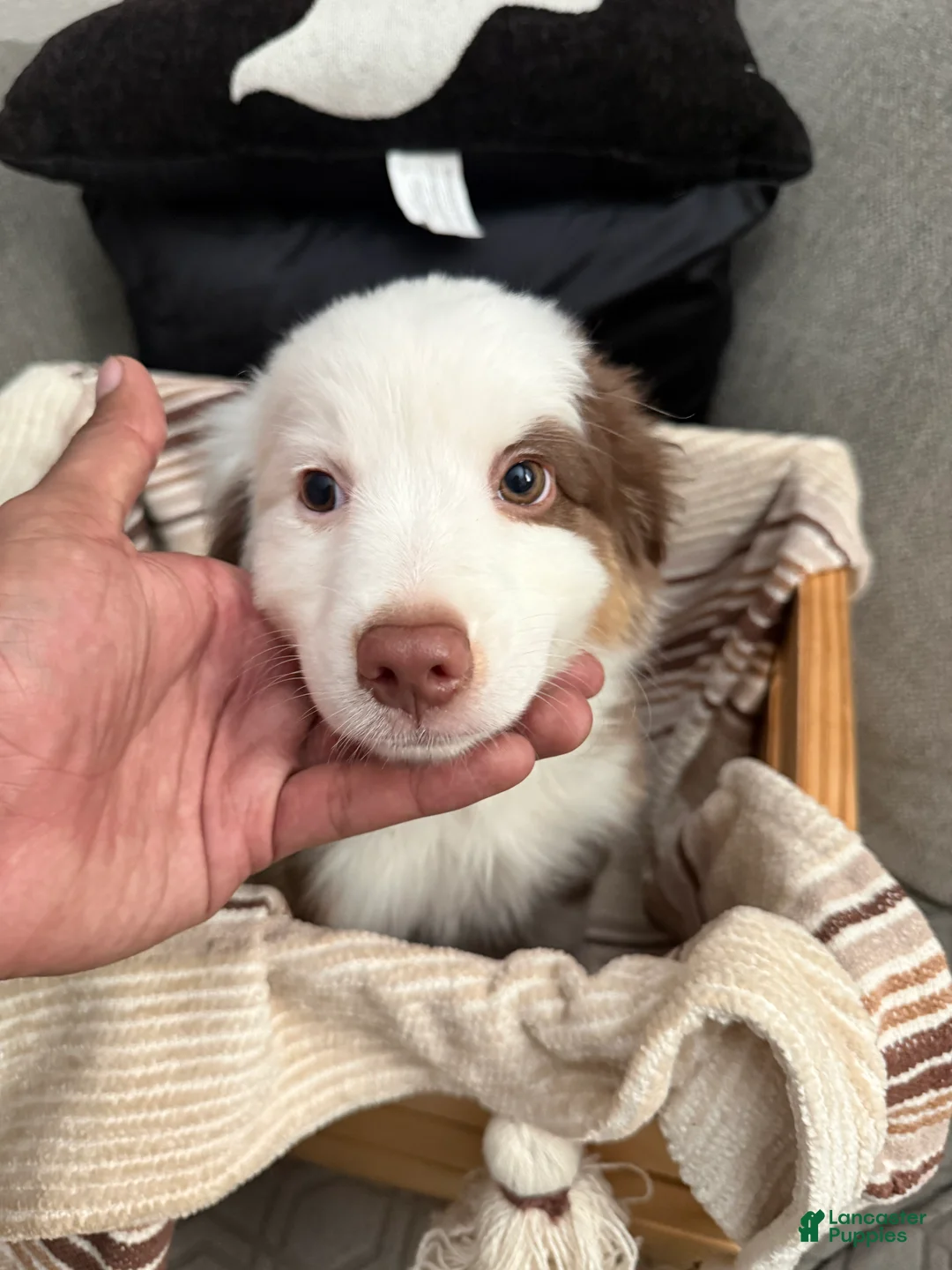 Australian Shepherd dogs for sale: Milo - Ad 1