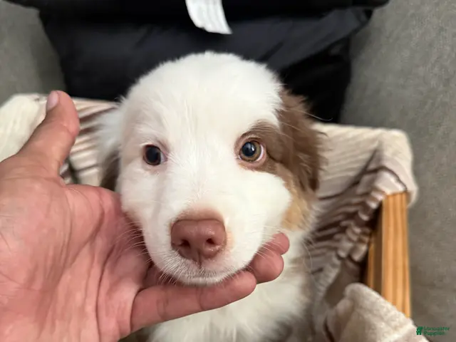 Australian Shepherd dogs for sale: Milo - Ad 1