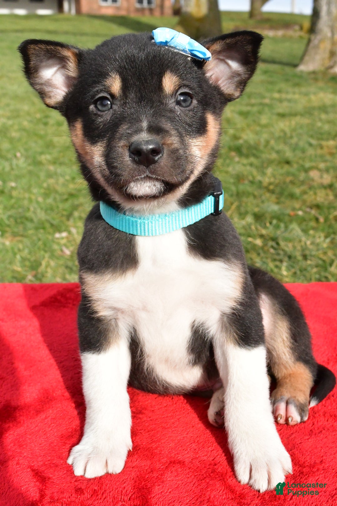 Mixed Breed dogs for sale: Miles - Ad 5