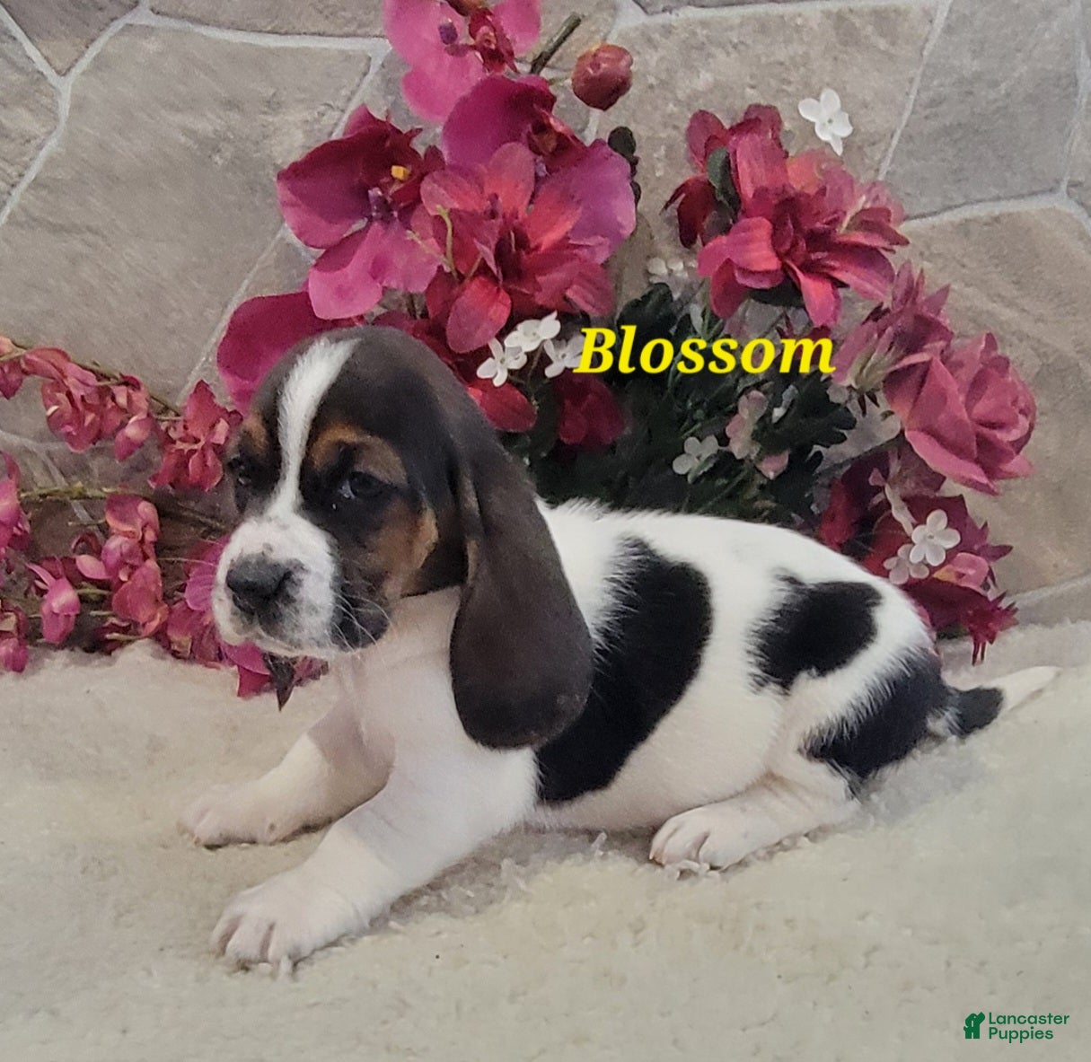 Basset Hound dogs Blossom - Ad 10
