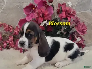Basset Hound dogs Blossom - Ad 8