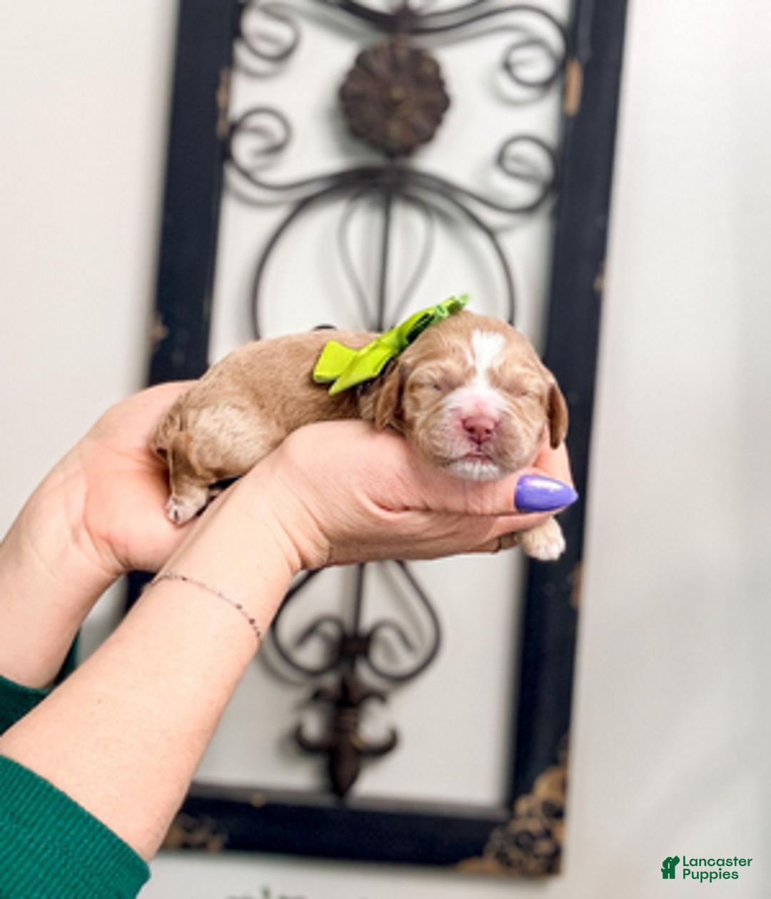 Mixed Breed dogs for sale: Noon - Ad 1