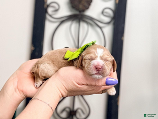 Mixed Breed dogs Noon - Ad 6