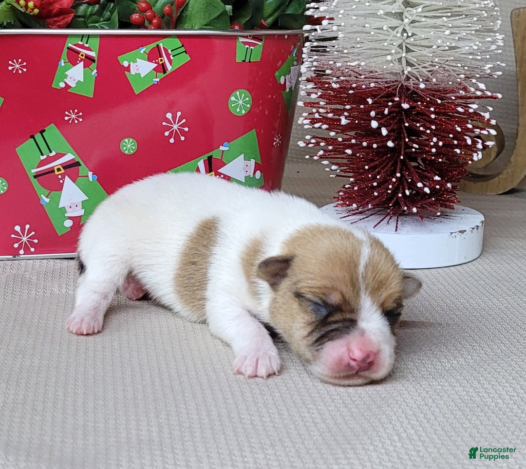 Jack Russell Terrier dogs for sale: Westfork's THORN - Ad 3