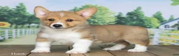 Welsh Corgi Pembroke dogs for sale: Hank - Ad 3
