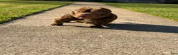 American Bully dogs for sale: American Bully 1 - Ad 6