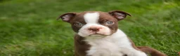 Boston Terrier dogs for sale: Brady Boston Terrier  - Ad 5