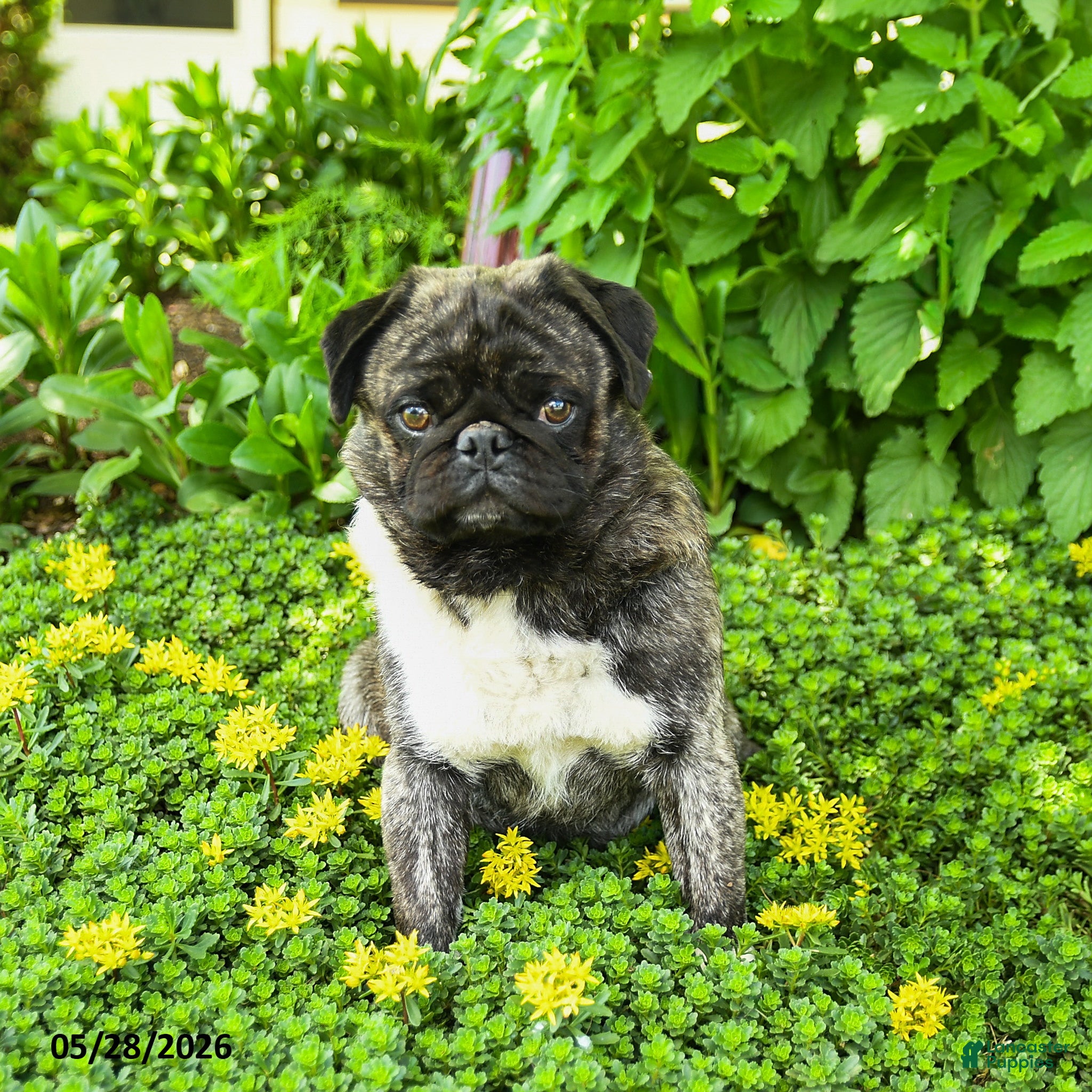 Pug dogs Bingo - Ad 2