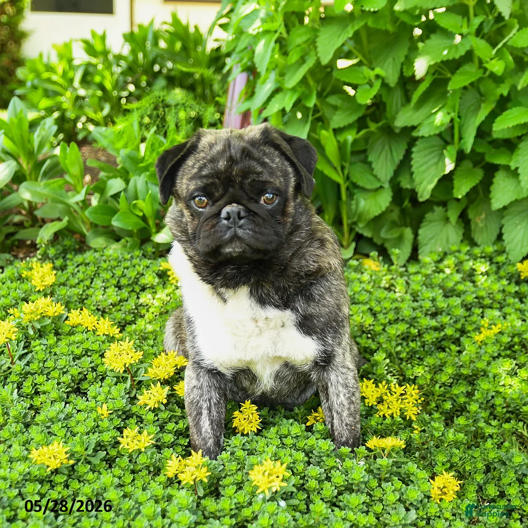 Pug dogs for sale: Bingo - Ad 2