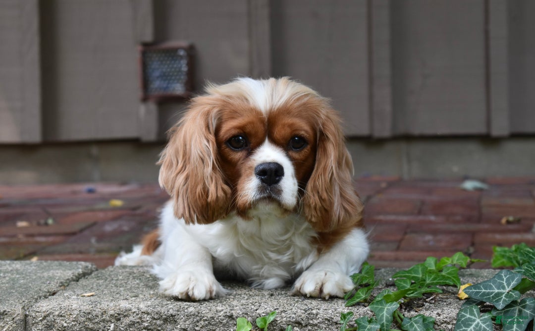 Cavalier King Charles Spaniel dogs for sale: Mack - Ad 10