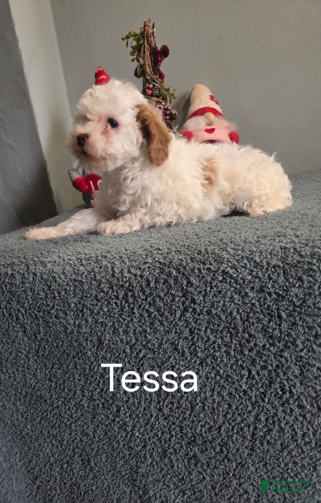 Cavapoo dogs for sale: Tessa - Ad 6
