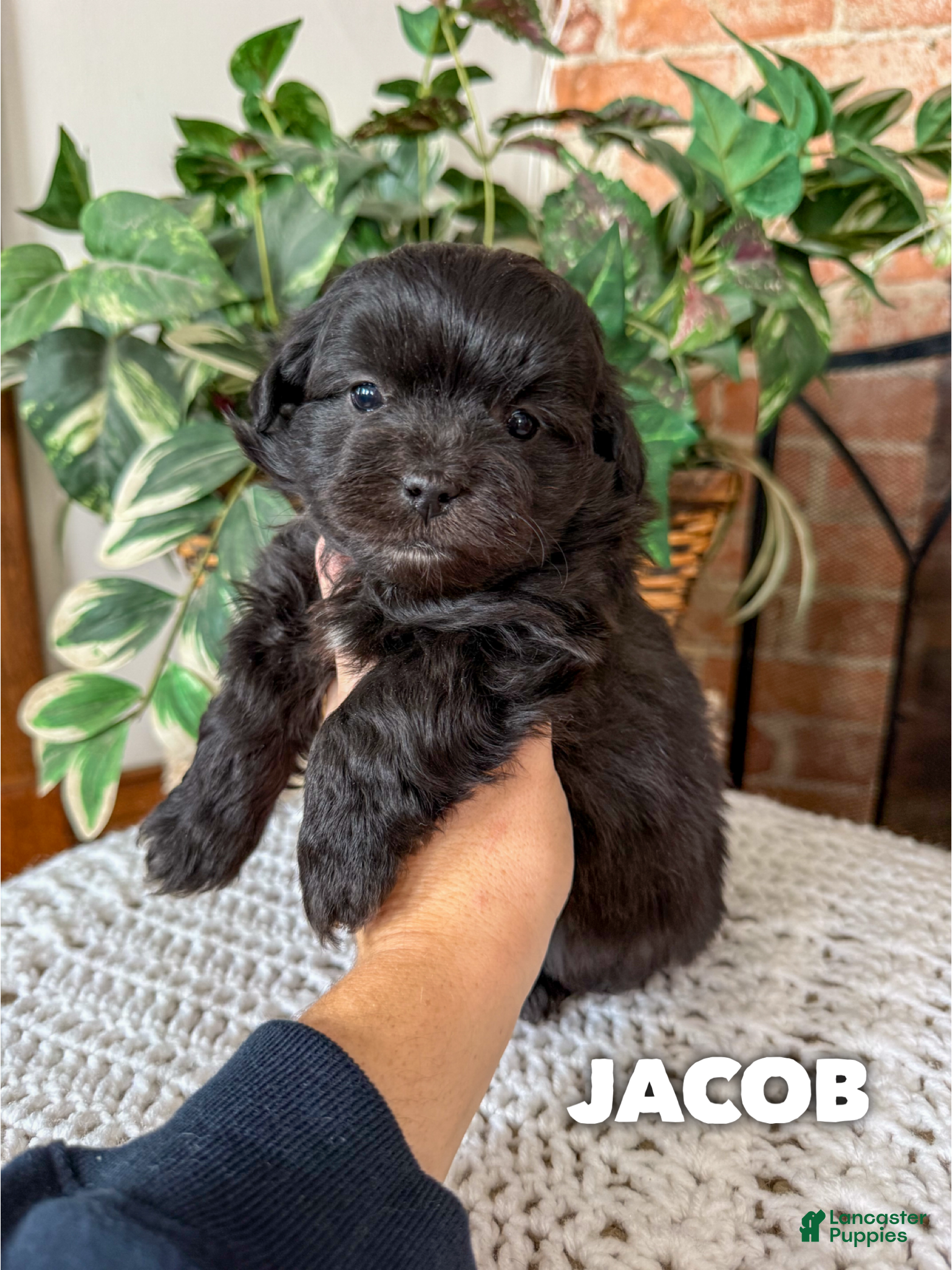 Mixed Breed dogs Jacob - Ad 16