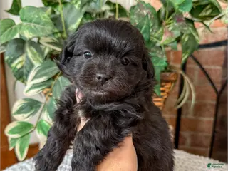 Mixed Breed dogs Jacob - Ad 6