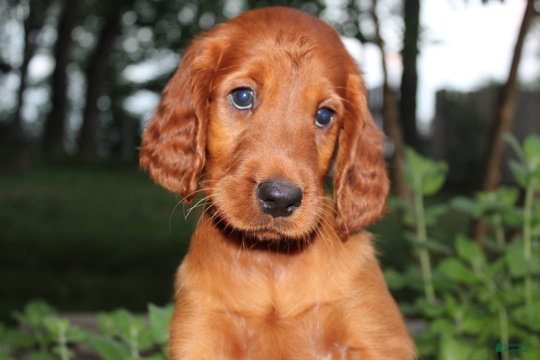 Great Dane Irish Setter Dalmatian Mix Irish Setter Puppies For