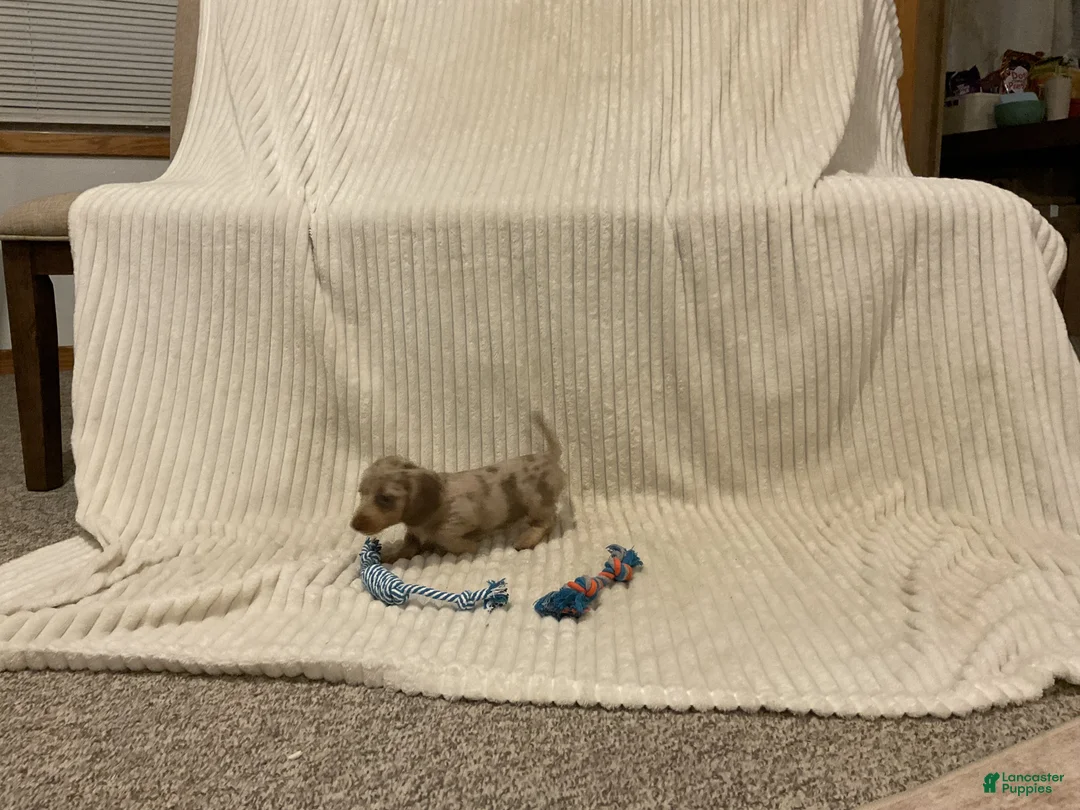 Dachshund dogs for sale: Bella - Ad 2
