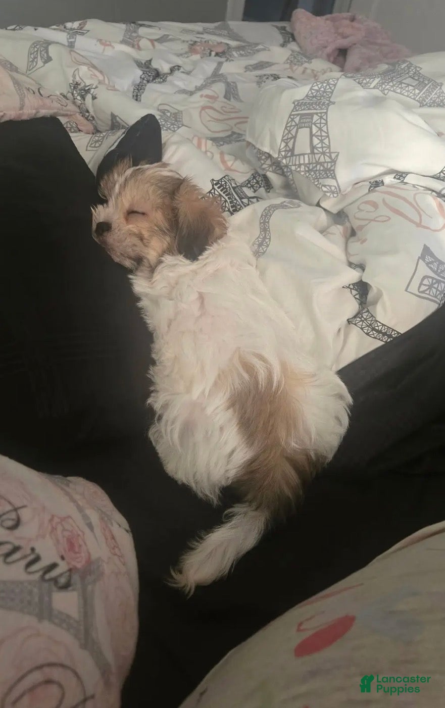 Malshi dogs Louie - Ad 1