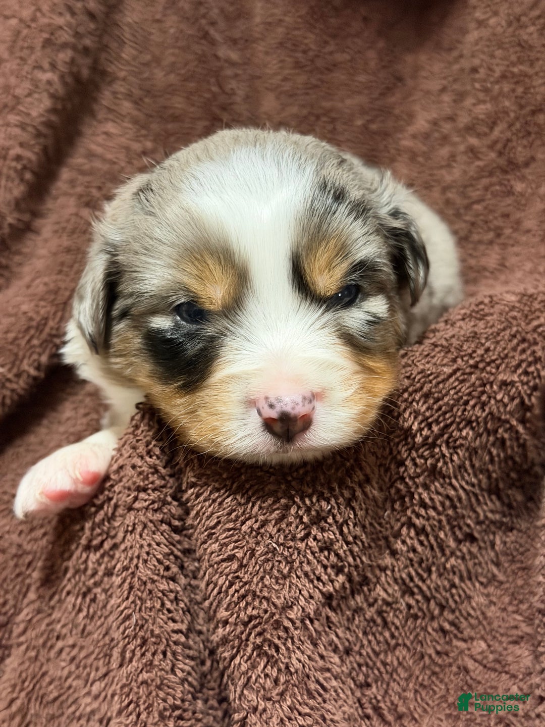 Miniature Australian Shepherd dogs for sale: GREEN - Ad 2