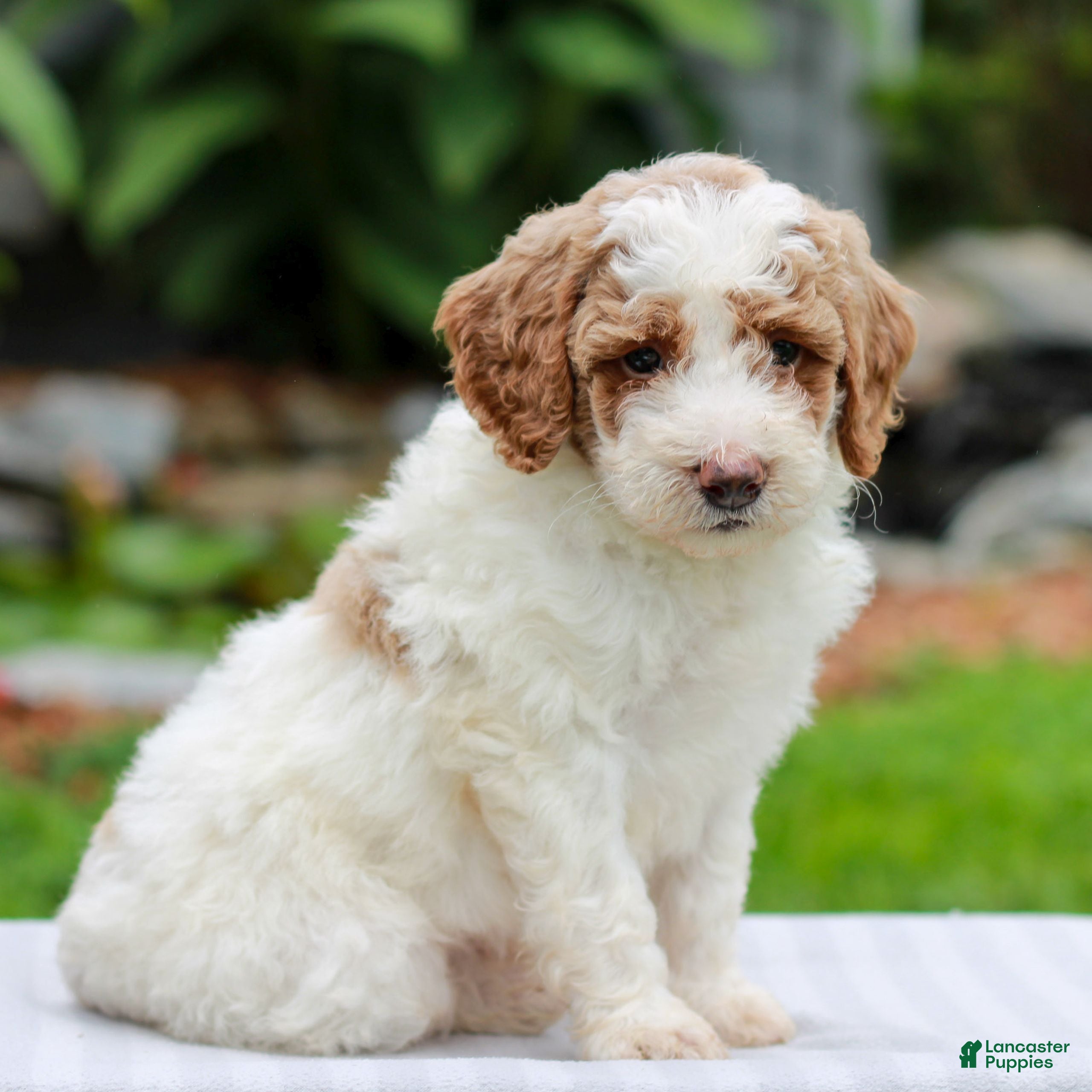 Miniature Labradoodle dogs Carson  - Ad 1
