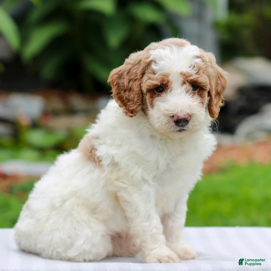 Miniature Labradoodle dogs for sale: Carson  - Ad 1