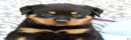 Rottweiler dogs for sale: Jasper - Ad 6