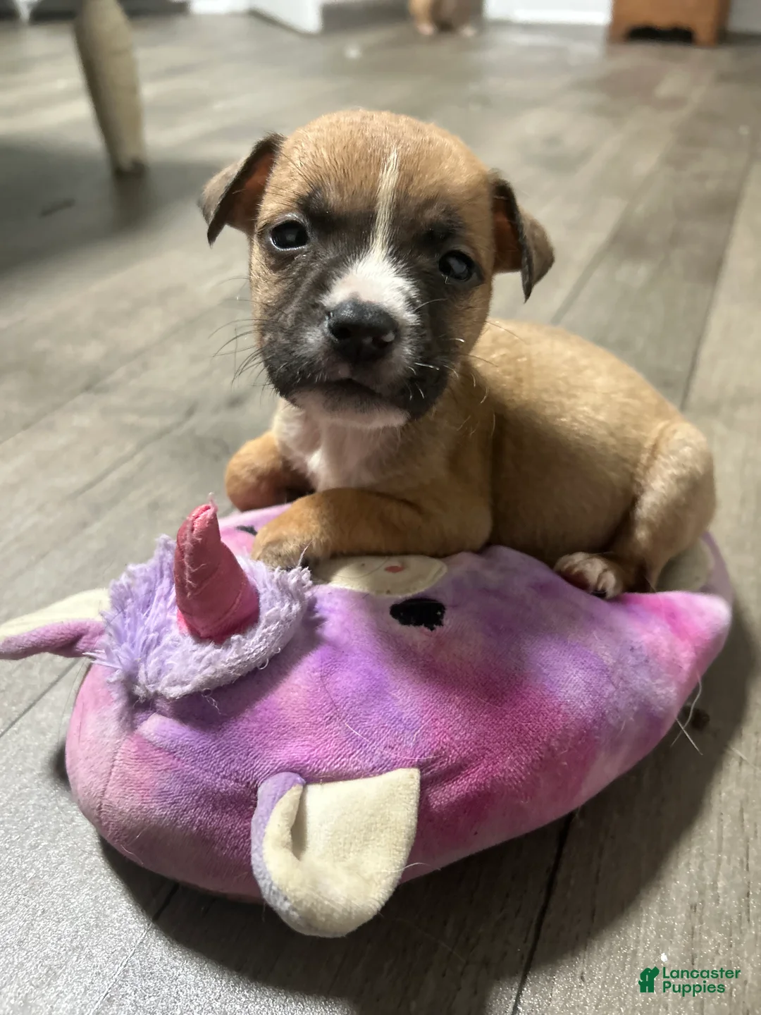 Mixed Breed dogs for sale: Boy 5 - Ad 2