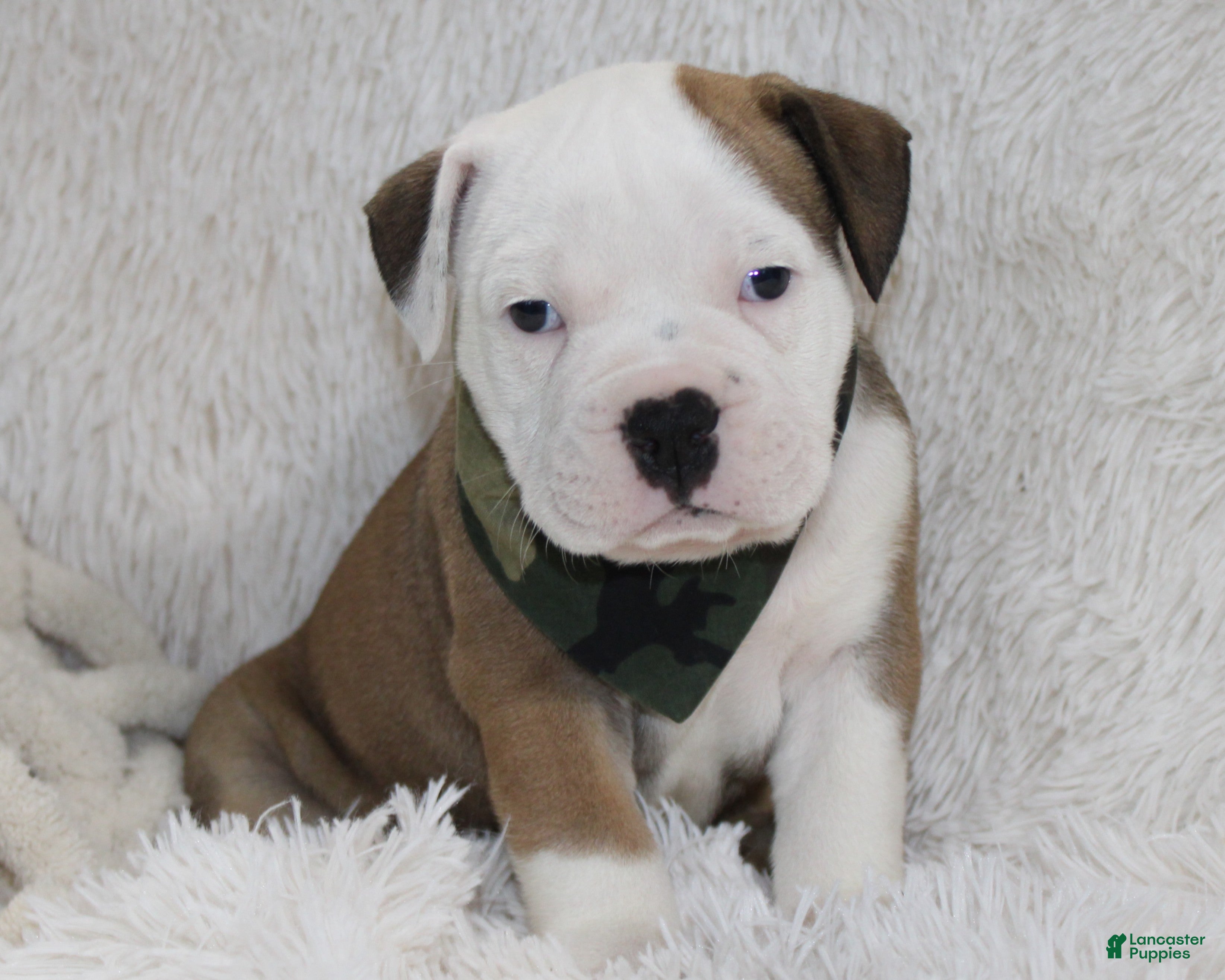 English Bulldog dogs Rio - Ad 32