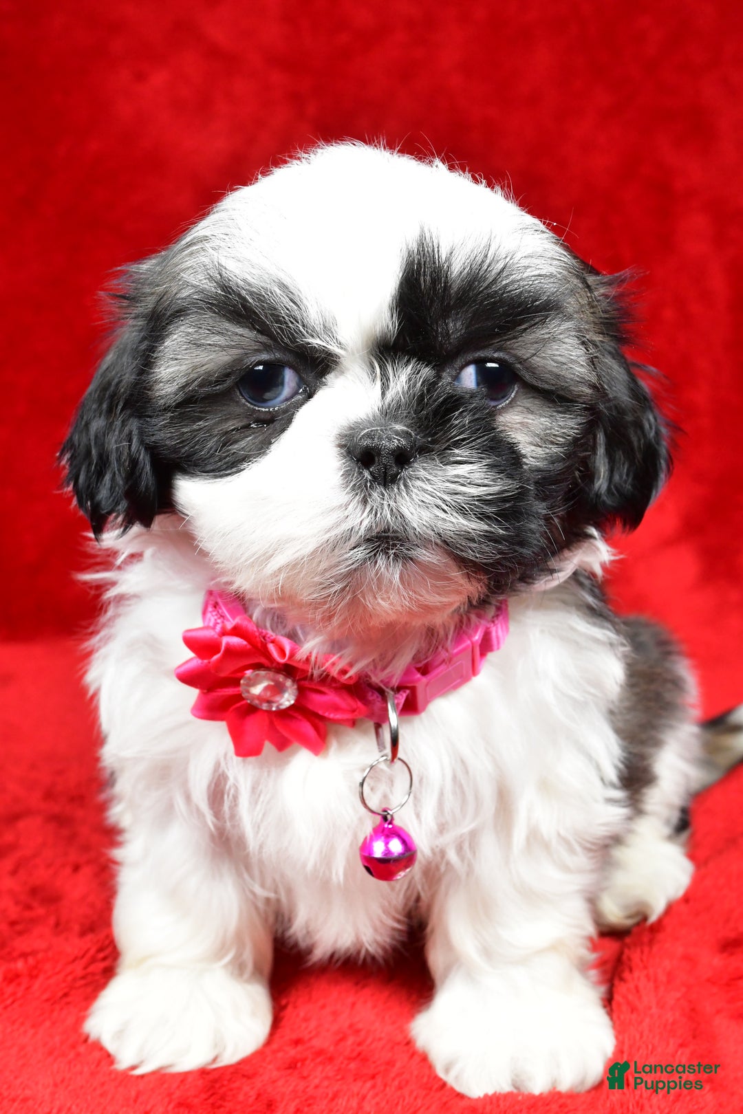 Shih Tzu dogs for sale: Hope - Ad 7