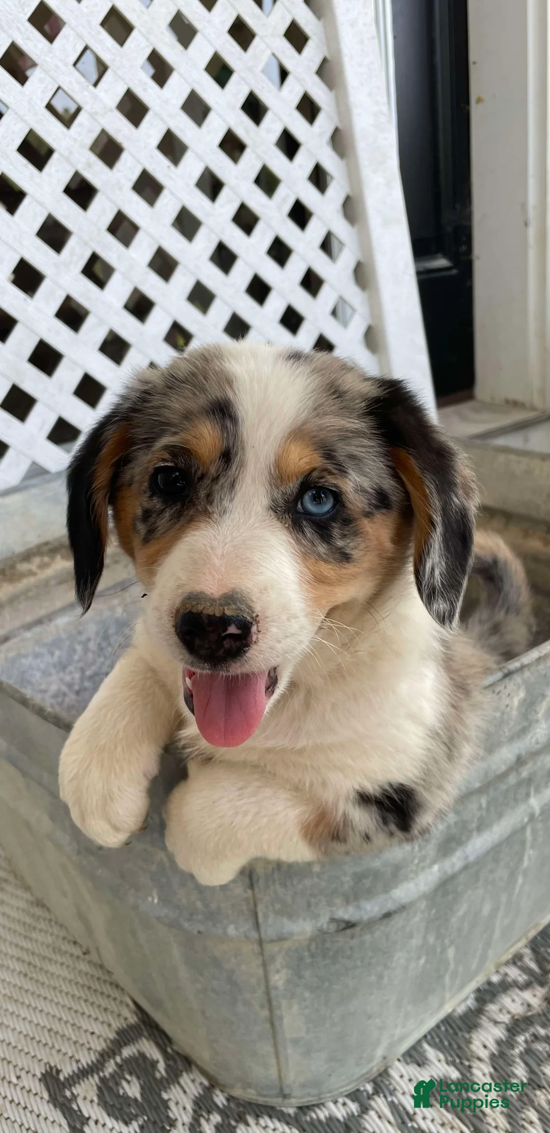 Gallery Image {{count}}