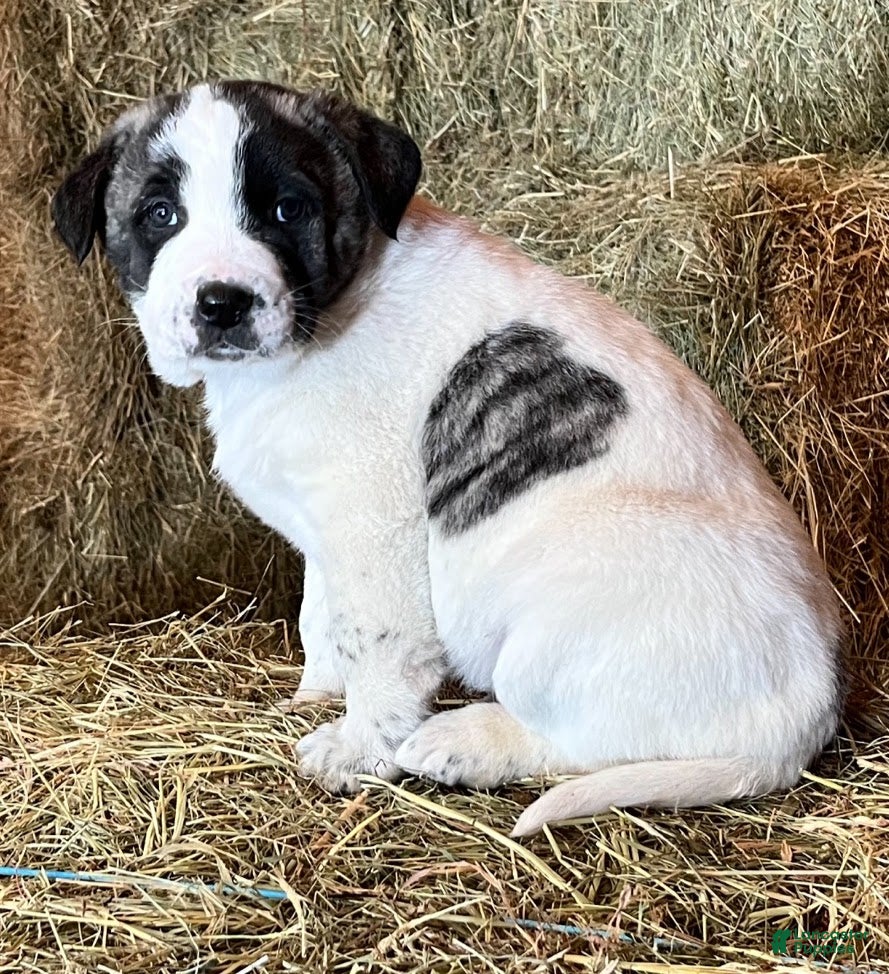 Anatolian Shepherd dogs Dusty 2026 Female 3 - Ad 9