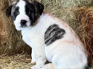 Anatolian Shepherd dogs Dusty 2026 Female 3 - Ad 8