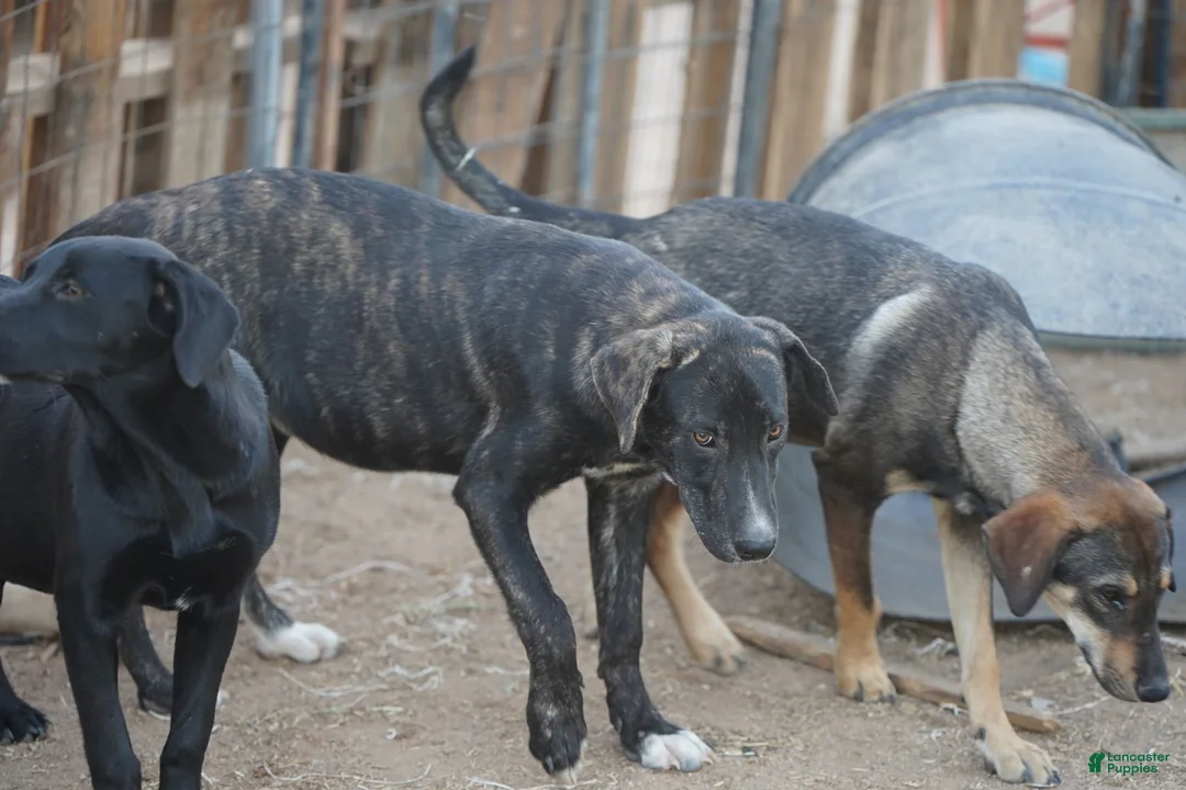 Mixed Breed dogs for sale: Bear Tiscar Farm Dog - Ad 27