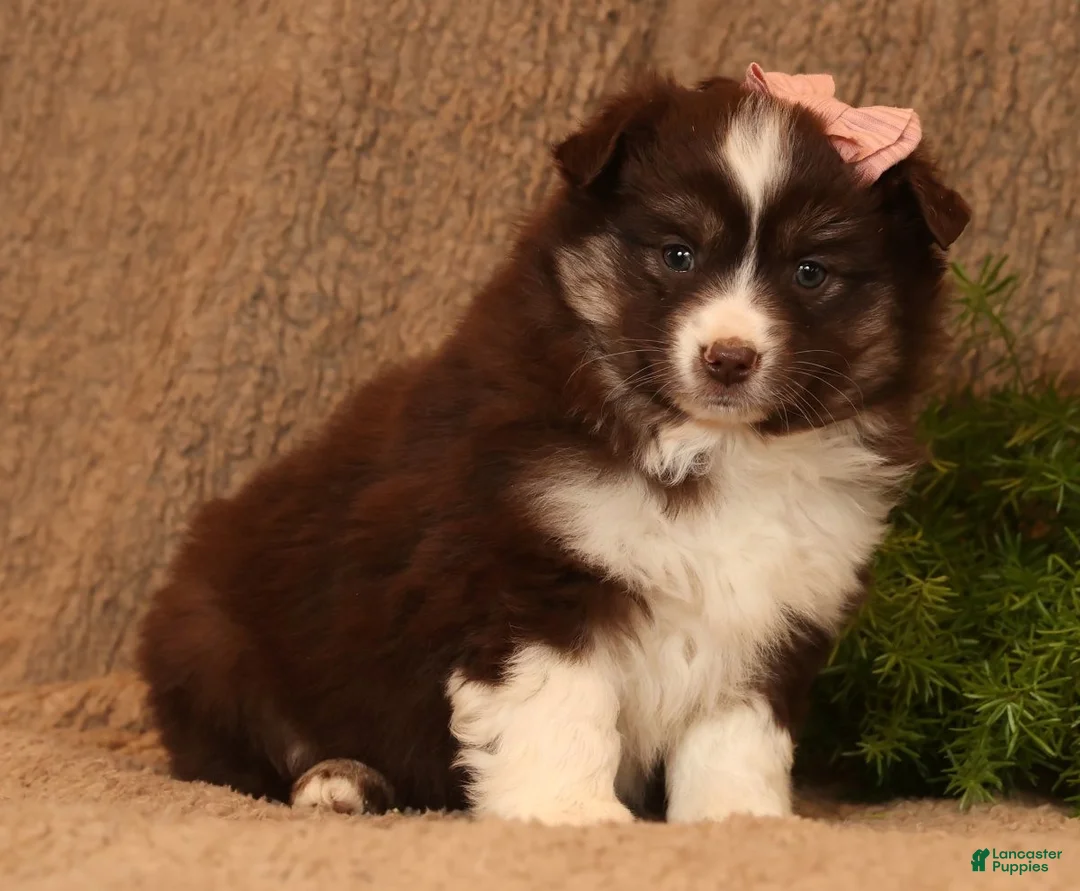Miniature Australian Shepherd dogs for sale: Charlotte - Ad 8