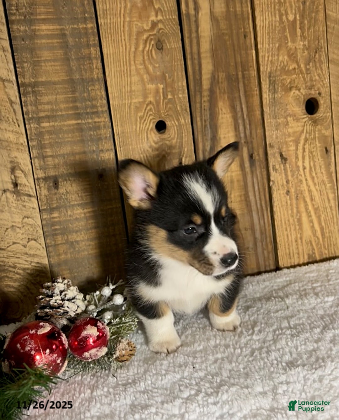 Welsh Corgi Pembroke dogs for sale: Ranger - Ad 1