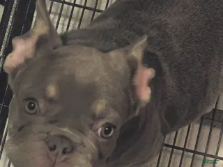 French Bulldog dogs French Bulldog Puppy 1 - Ad 12