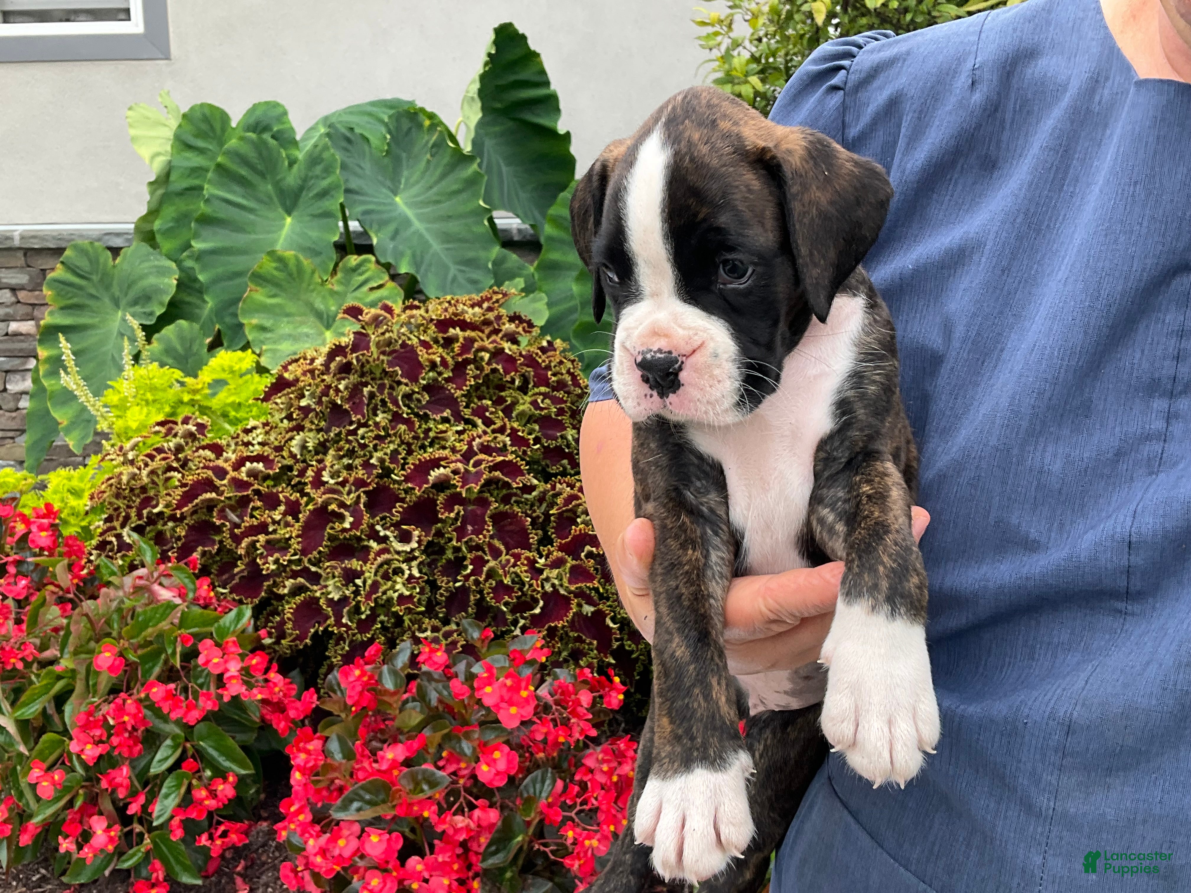 Boxer dogs Reina - Ad 1