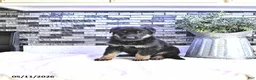 German Shepherd dogs for sale: Demi - Ad 4