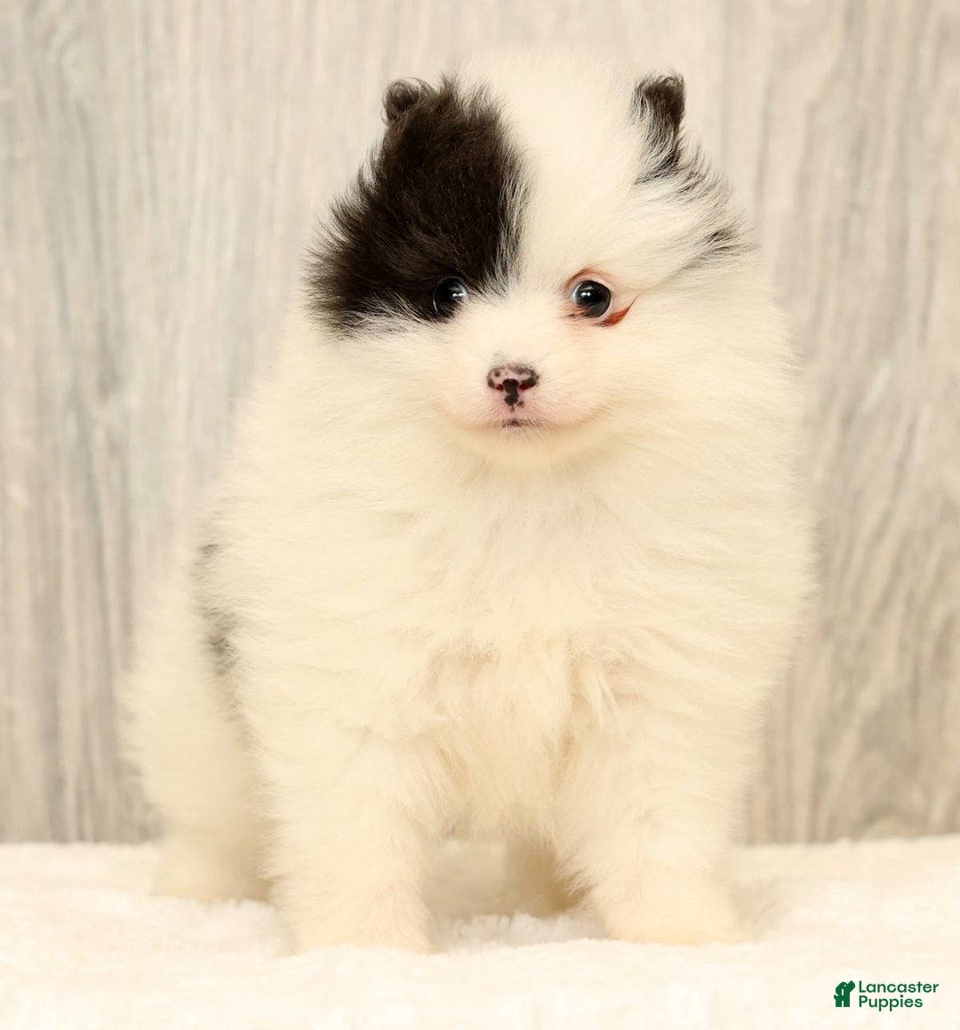 Pomeranian dogs for sale: Annabelle - Ad 2