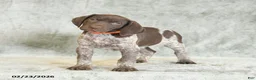 German Shorthaired Pointer dogs for sale: Bubblegum - Ad 1