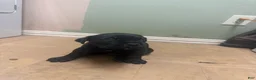 Cane Corso dogs for sale: Cane Corso -Black - Ad 2