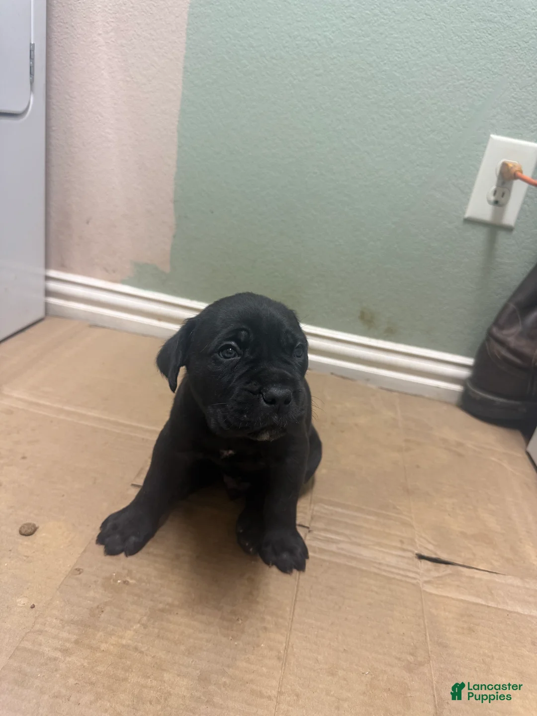 Cane Corso dogs for sale: Cane Corso -Black - Ad 2