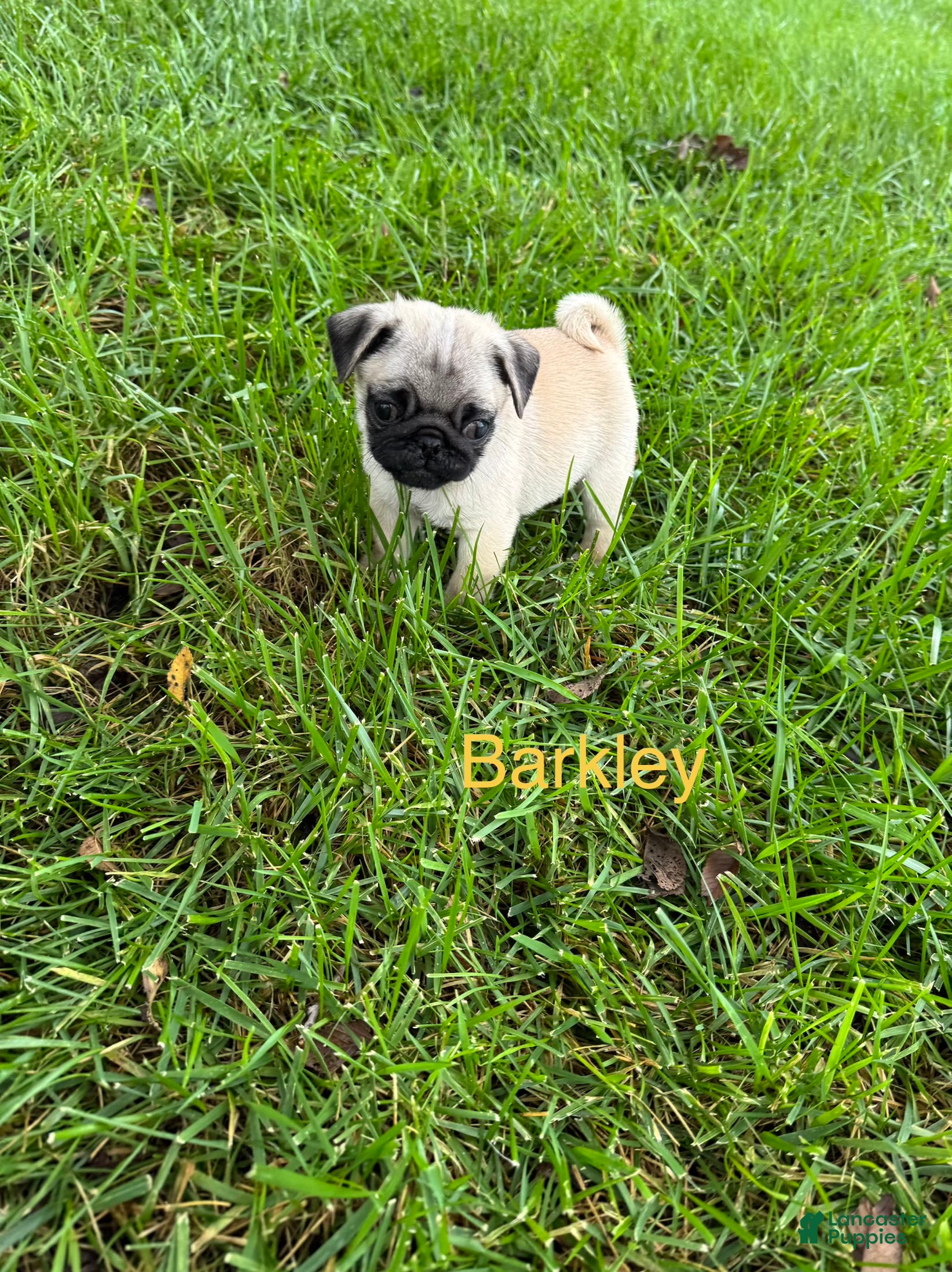 Pug dogs for sale: AKC, Barkley - Ad 1