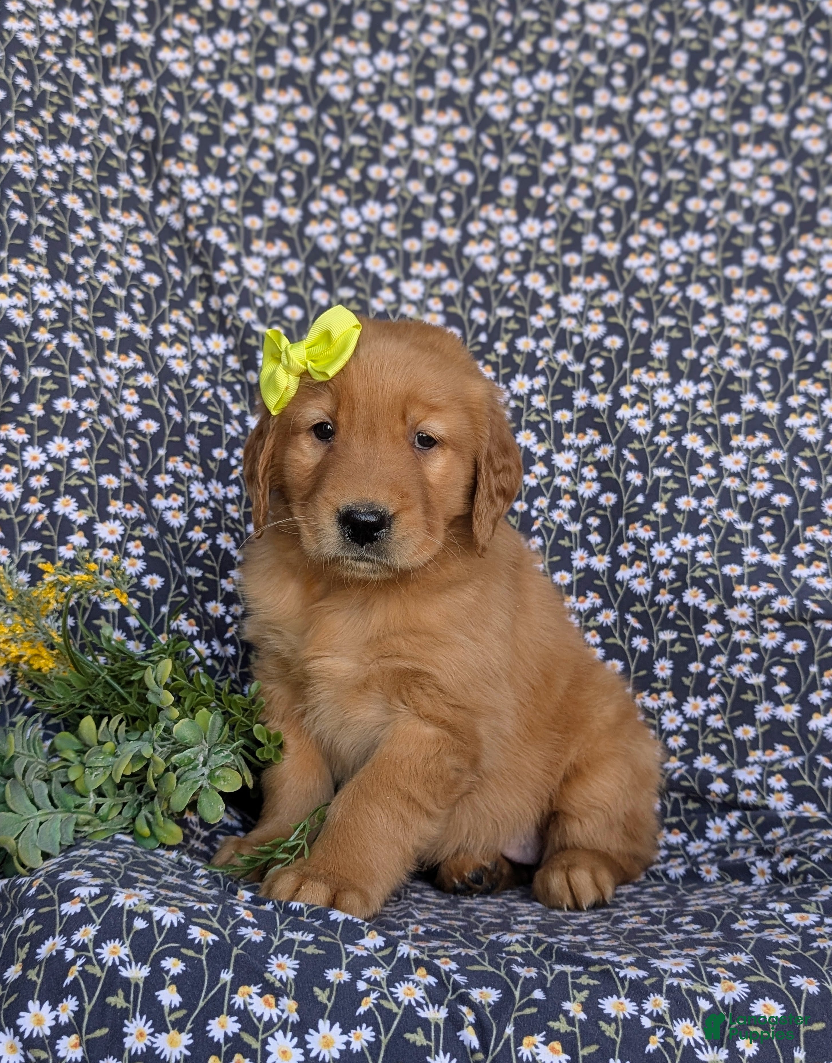 Golden Retriever dogs Lyndsay - Ad 2