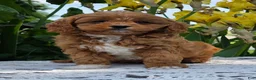 Cavapoo dogs for sale: Lonnie - Ad 1