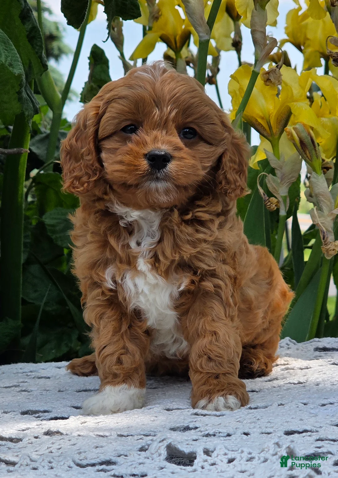 Cavapoo dogs for sale: Lonnie - Ad 1