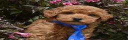 Mini Goldendoodle dogs for sale: Mini George - Ad 19