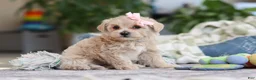 Maltipoo dogs for sale: Daisy - Ad 5