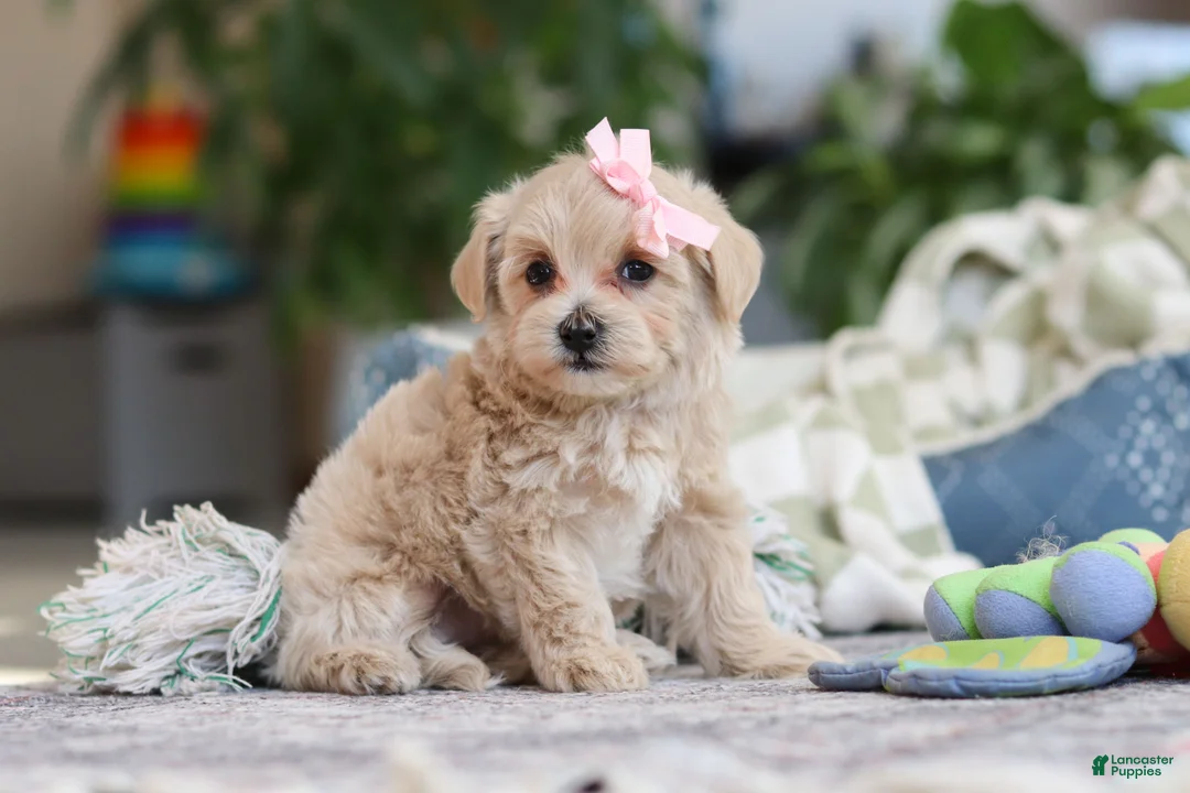 Maltipoo dogs for sale: Daisy - Ad 5