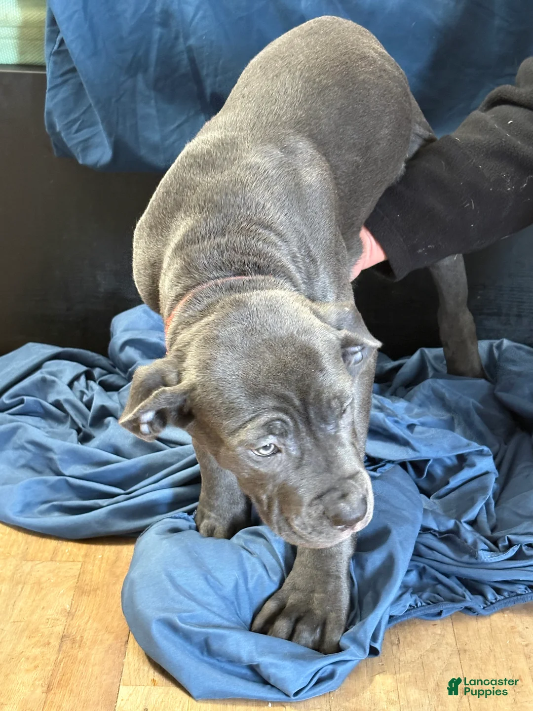 Mixed Breed dogs for sale: Mixed Breed Puppy 4 - Ad 2