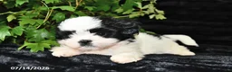 Shih Tzu dogs for sale: Ditsy - Ad 2