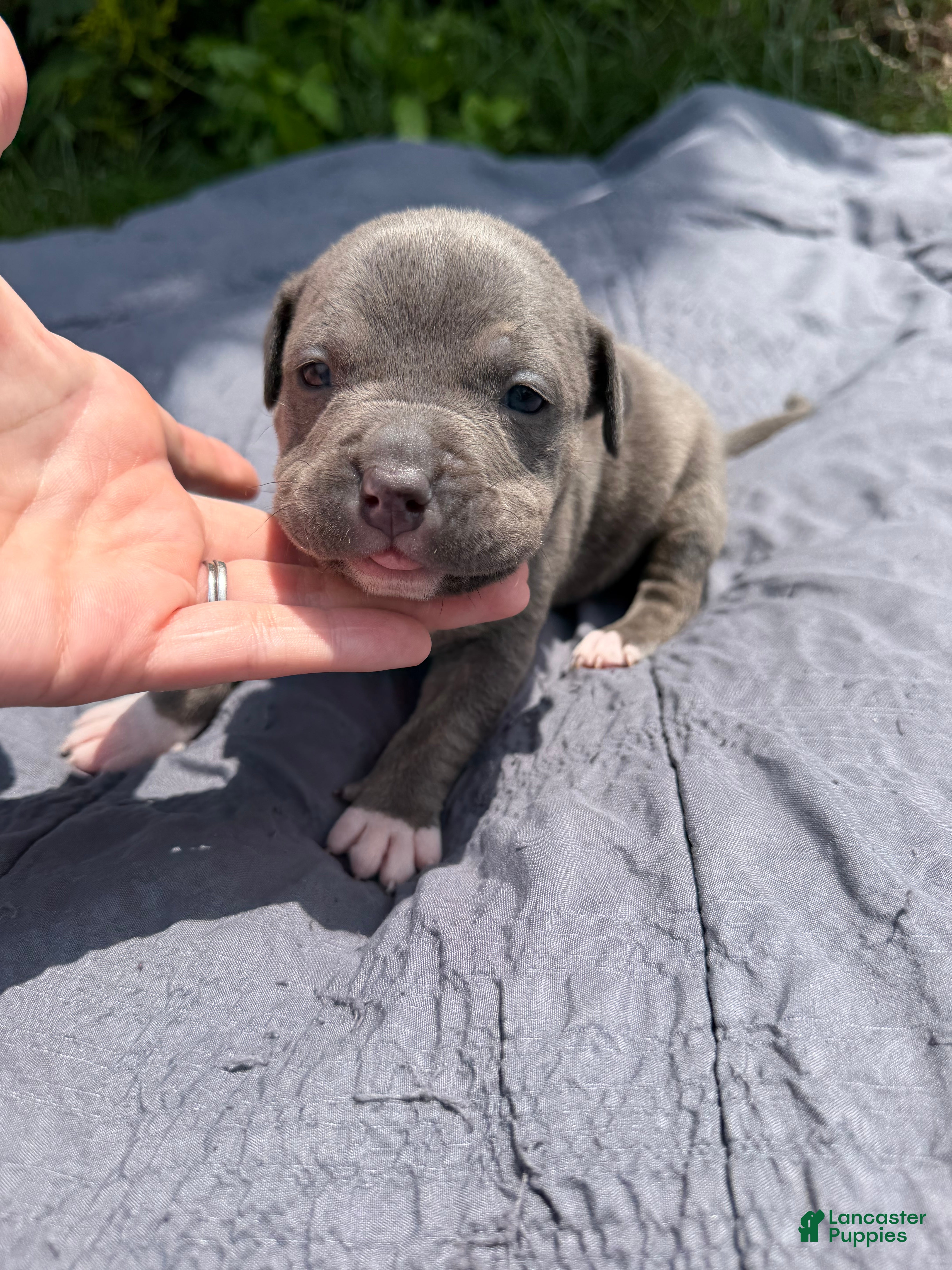 American Bully dogs Letty - Ad 1